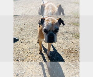 Sweet Pea - Silver Heart - Female Boxer Dog for Adoption - Photo #4