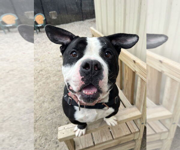 Medium Photo #4 Mutt Puppy For Sale in Elmsford, NY, USA