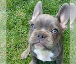 Small #1 French Bulldog