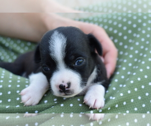 Chihuahua Puppy for sale in SENECA FALLS, NY, USA