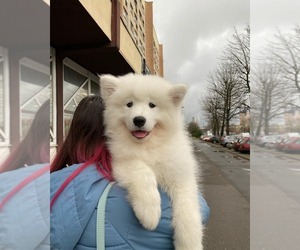 Samoyed Puppy for sale in GILROY, CA, USA