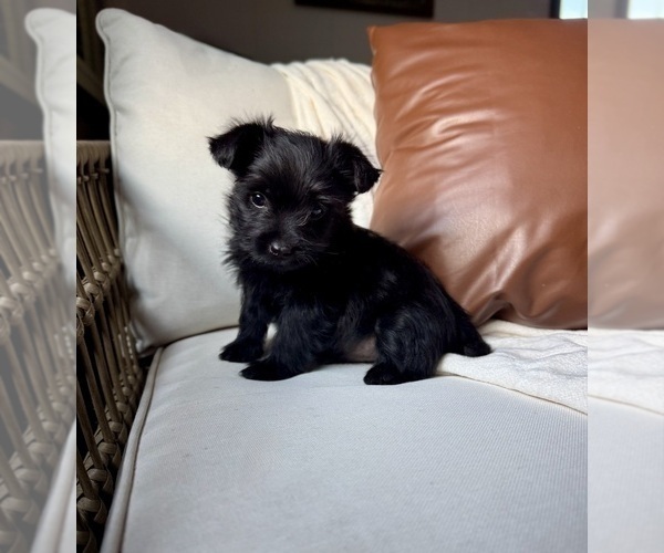 Medium Photo #3 YorkiePoo Puppy For Sale in BREMEN, IN, USA