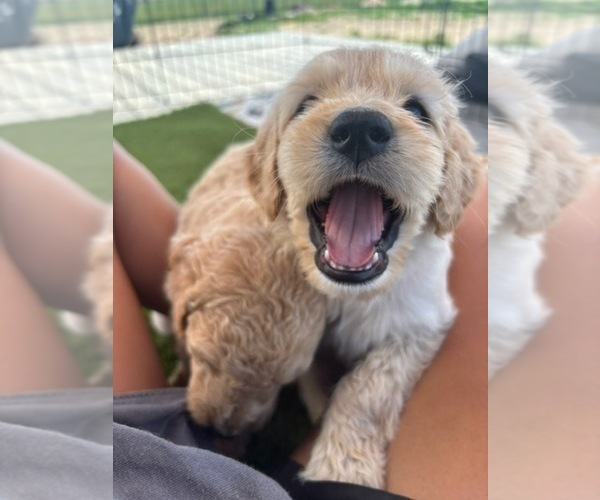 Medium Photo #4 Goldendoodle Puppy For Sale in PLATTEVILLE, CO, USA
