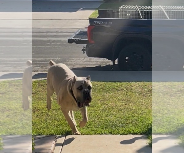 Medium Photo #1 Cane Corso Puppy For Sale in MORENO VALLEY, CA, USA