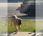 Small Photo #1 Cane Corso Puppy For Sale in MORENO VALLEY, CA, USA