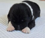Small #3 Akita