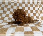 Small #4 Cockapoo (Miniature)