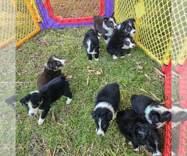 Medium Photo #1 Australian Shepherd Puppy For Sale in FAYETTEVILLE, NC, USA
