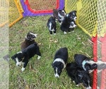 Litter of 7 - Male(s) and Female(s) Australian ShepherdLitter of Puppies for Sale - Small photo