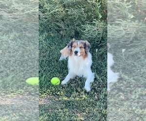 Father of the Aussie-Corgi puppies born on 02/21/2024