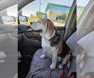 Turbo - Male Beagle Dog for Adoption - Photo #7