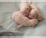 Small Photo #24 Bichon Frise Puppy For Sale in ORLANDO, FL, USA