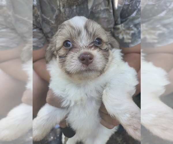 Medium Photo #3 Maltipom-Pomeranian Mix Puppy For Sale in HUDSON, MA, USA