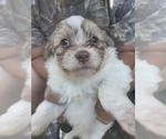 Small #2 Maltipom-Pomeranian Mix
