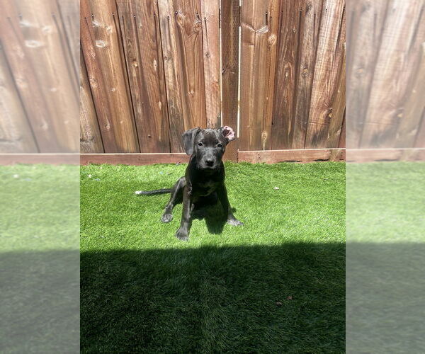 Medium Photo #1 Pointer-Unknown Mix Puppy For Sale in Dana Point, CA, USA