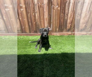 Pointer-Unknown Mix Dogs for adoption in Dana Point, CA, USA