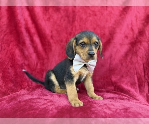 Medium Photo #5 Beagle-Labradoodle Mix Puppy For Sale in LAKELAND, FL, USA