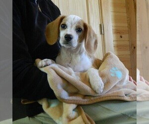 Beaglier Puppy for sale in CLARE, MI, USA