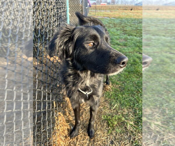 Medium Photo #3 Labrador Retriever-Unknown Mix Puppy For Sale in Evansville, IN, USA