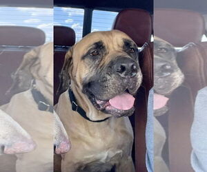 Mastiff Dogs for adoption in Edmond, OK, USA