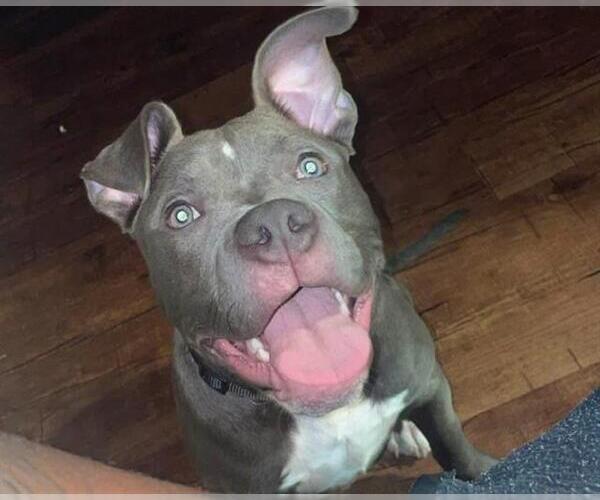Medium Photo #1 American Staffordshire Terrier-Unknown Mix Puppy For Sale in San Antonio, TX, USA