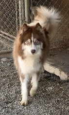 Mother of the Siberian Husky puppies born on 01/06/2019