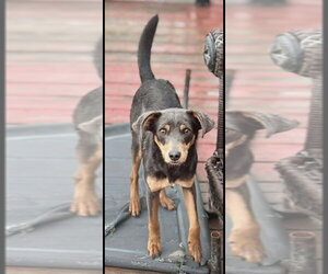 Randy - Male Mutt Dog for Adoption - Photo #4