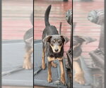 Small #3 Mutt