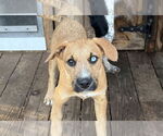 Small #5 Australian Shepherd-German Shepherd Dog Mix