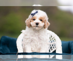 Small #3 Maltipoo (Miniature)
