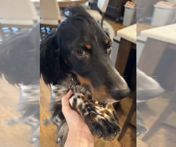 Medium Photo #6 - Mix Puppy For Sale in Curwensville, PA, USA