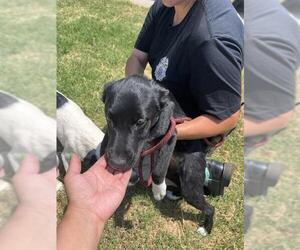 Mutt Dogs for adoption in Oklahoma City, OK, USA