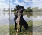 Small #32 American Staffordshire Terrier Mix