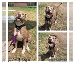 American Staffordshire Terrier-Unknown Mix Dogs for adoption in San Antonio, TX, USA
