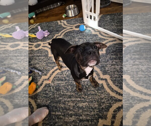 Medium Photo #4 Mutt Puppy For Sale in Springdale, PA, USA