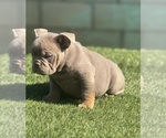 Small #3 English Bulldog