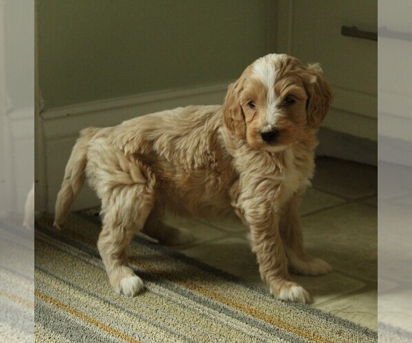 Medium Photo #3 Goldendoodle-Poodle (Miniature) Mix Puppy For Sale in KINZERS, PA, USA