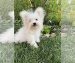 Small #4 Bichon Frise-Morkie Mix