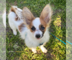 Small Photo #1 Papillon Puppy For Sale in Mytilene, North Aegean, Greece