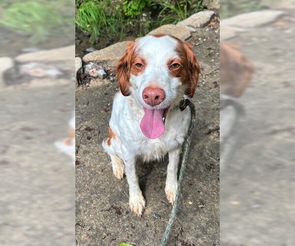Medium Photo #2 Brittany Puppy For Sale in Curwensville, PA, USA