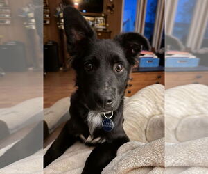 Mutt Dogs for adoption in Laramie, WY, USA