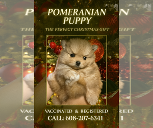 Pomeranian Puppy for sale in TAMPA, FL, USA