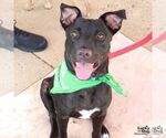 Small #2 Labrador Retriever-Retriever  Mix