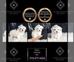 Small Photo #109 Maltese Puppy For Sale in WARSAW, IN, USA