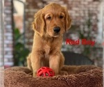 Puppy Red Collar Golden Retriever