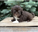 Small #1 Shih Tzu