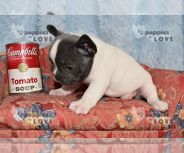 Medium Photo #12 French Bulldog Puppy For Sale in SANGER, TX, USA