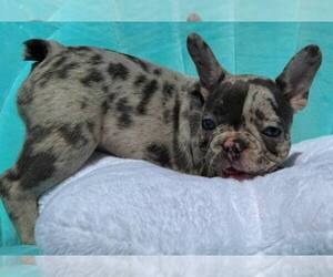 French Bulldog Puppy for sale in RENTON, WA, USA