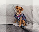 Small #10 Chiweenie