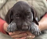 Small #2 German Shorthaired Pointer-German Wirehaired Pointer Mix